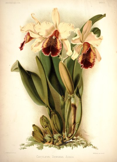 Cattleya de Dow de London H. Sotheran and Co.